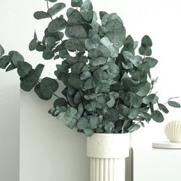 Preserved eucalyptus cinerea in a green bundle, 60 cm long with 3-4 stems. The natural, long-lasting greenery adds a touch of nature to any space.
