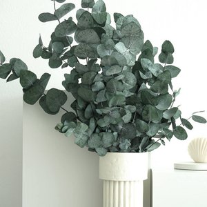 Geconserveerde Eucalyptus Cinerea - Een vleugje natuur dat blijft!