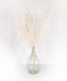 Hierba de la Pampa, Preservada, Blanca +/- 80cm, 1 tallo