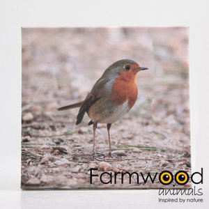 BUITENSCHILDERIJ ROODBORSTJE 25X25 CM