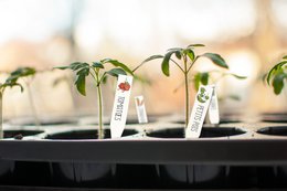 ZESTAW KURCZĄCY PLASTIK ETYKIETA WARZYWNY OGRÓD