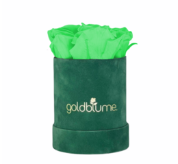 Colección Terciopelo Verde