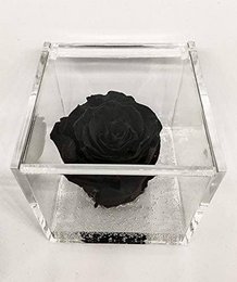 A black rose encased in a clear glass cube. The rose appears to be preserved or dried, with a dark, velvety texture. The cube provides a simple, minimalist display for the rose.