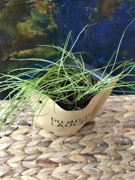 Tu yo puerro (puerro)