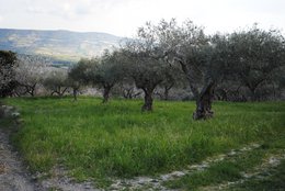 ITALIA | SICILIA | Extra Virgin Olive Oil - il SALTO | Bag in Box 5 LT