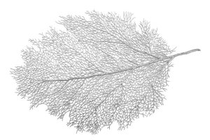 Silberblattplatte unten