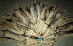 Nertsenhuiden Zwart-Kruis, fantastisch elegante V-Maels (vrouwelijk) Kopie