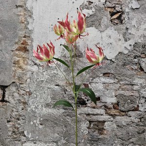 Flowr Gloriosa pink 89cm (33109)