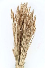 Triticum Goud