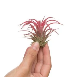 Vibrant red air plant with long, spiky leaves. Ideal for indoor display or terrarium.