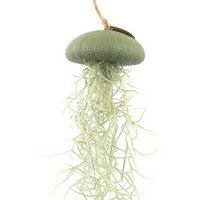 Luchtplantje hanger – zee-egel met tillandsia – warmgroen – large