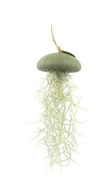 Tillandsia air plant in a warm green sea urchin-shaped holder. The air plant has long, green leaves and is displayed on a light-colored background.