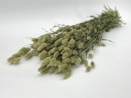 Phalaris - 60 cm - Droogbloemen