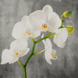  White orchid flowers with green leaves on a gray background. Elegant, delicate, and serene.
