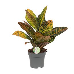  Codiaeum Variegatum Petra, a vibrant and colorful croton plant with large, variegated leaves in shades of green, yellow, and red. The plant has an upright, bushy growth habit and is suitable for indoor or outdoor use.