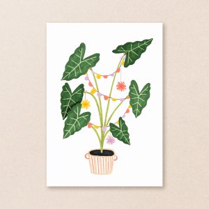 Postcard | Party Plant | Houseplants
