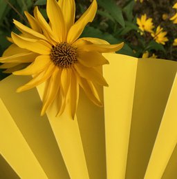 Éventail à main, éventail, éventail, jaune opaque