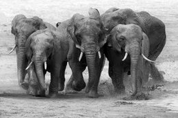Black and white elephant herd family wildlife art painting animal nature print