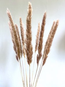 Fluffy Pampas, 70g/ca.20-30 Stk., 70cm, natur