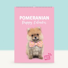  A wall calendar featuring a cute Pomeranian puppy in a pink bow tie. The calendar has a monthly grid layout with space for notes and is designed for the year.