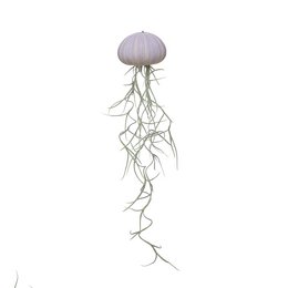  Violet-colored medium-sized air plant with long, trailing tendrils resembling a jellyfish.