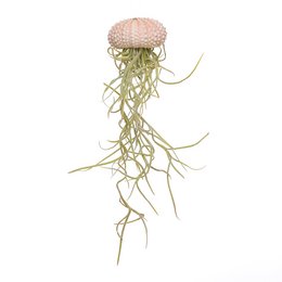 A small, pink jellyfish-like plant with long, trailing green tendrils. The plant appears to be a type of Tillandsia usneoides, also known as Spanish moss.