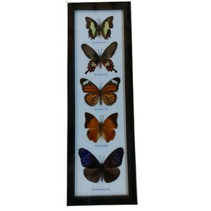 Butterflies 5