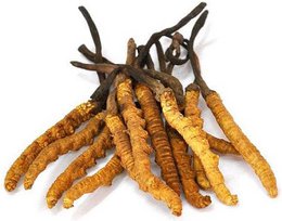 Cordyceps