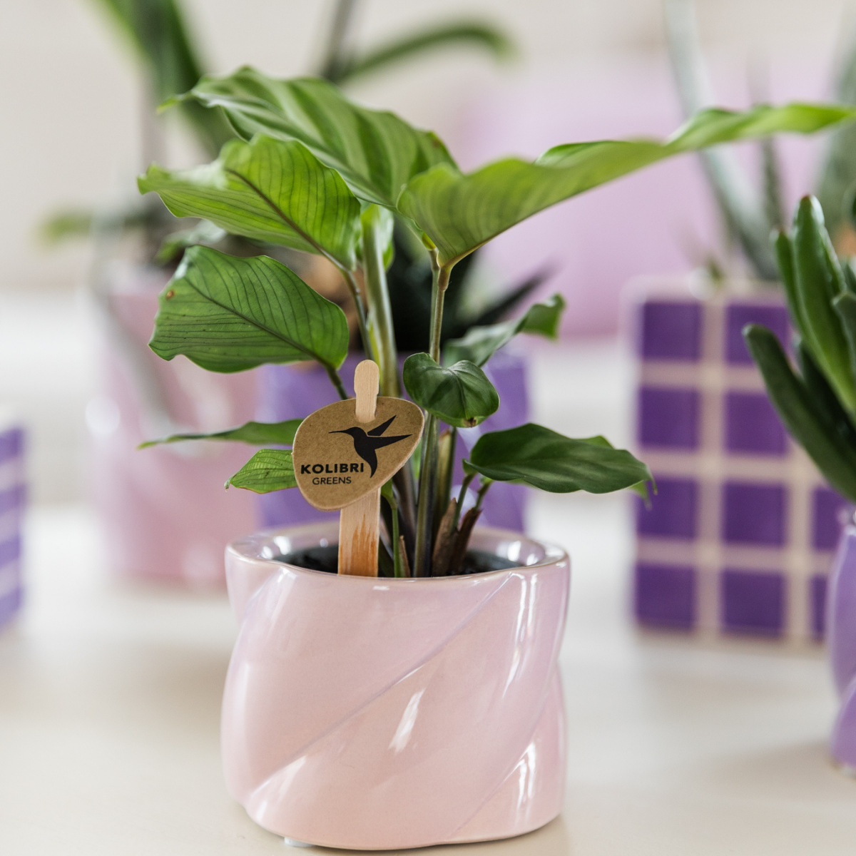Calathea Groene Kamerplant Luchtzuiverend Ø6cm