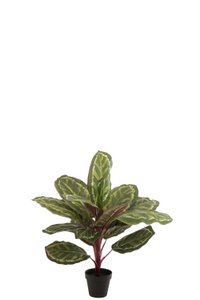 J-Line Pfauenpflanze im Kunststofftopf grün