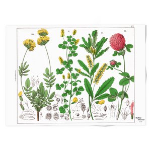 Poster, 50x70, Rotkleeblume, Hortus Botanicus