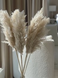 Soft, fluffy dried pampas grass in a neutral color, perfect for home decor and floral arrangements.