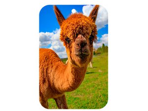 Lufterfrischer Alpaka, 3 Düfte sort., 10x6,5cm