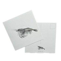  Shrimp-themed greeting card with a detailed sketch of a shrimp on the front.