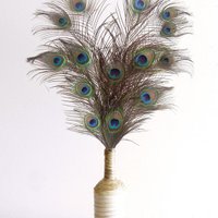 Pauwenveren - 10 stuks