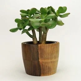 A round, wooden flowerpot in a classic design, available in oak or walnut finishes.