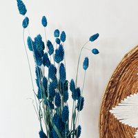 Phalaris Blue Dried Flowers