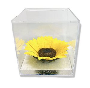 Gestabiliseerde Zonnebloem Kubus 12cm met Water Effect Bodem