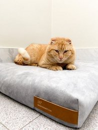 Madras "Soft" til en hund og en kat - genbrugt