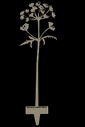 Poppy's & Hogweed - Objeto Corten