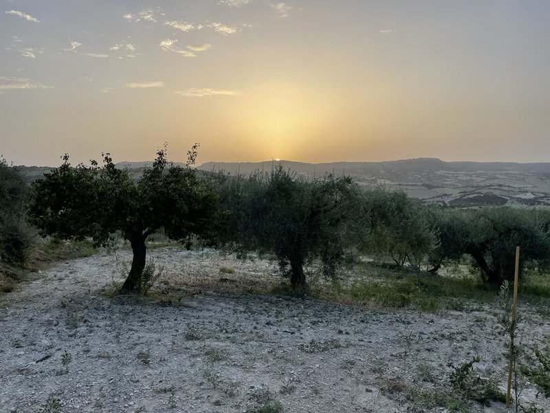 ITALIA | SICILIA | Extra Virgin Olive Oil - il SALTO | Bag in Box 3 LT