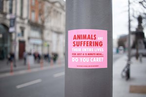Vegan Indoor/Outdoor Stickers 'Animals Are Suffering, Do You Care?'
