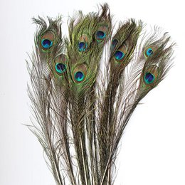 Peacock feathers - 10 pieces