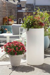 Shining Elegant Pot XL 