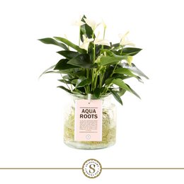  A white flowering Anthurium plant with green leaves, potted in a glass container with the text "Aqua Roots" on the label.