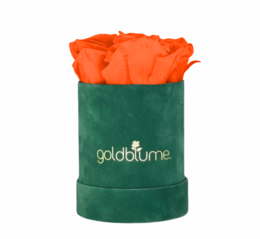 Colección Terciopelo Verde