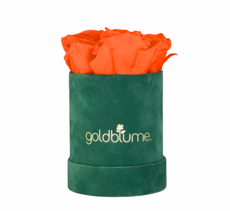 Colección Terciopelo Verde