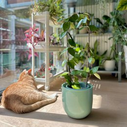  Contemporary range of plant pots in various sizes and colors including green, blue, and white. Suitable for indoor plants and home decor.