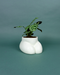 CACHE POT - SMALL BUTTLE