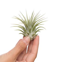 Tillandsia ionantha ionantha medium, a green air plant with long, thin leaves. The plant is shown in a hand and next to a ruler, indicating its medium size.